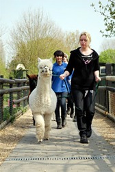 Alpaca trek Alpaca trek