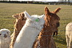 Halter training