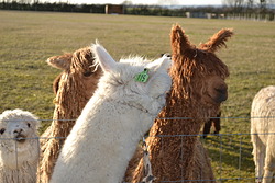 Halter training